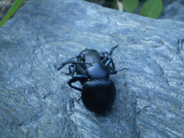 Accoppiamento di Timarcha pimelioides